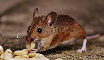 24 Hour & Emergency Exterminators in New Johannesburg, WI